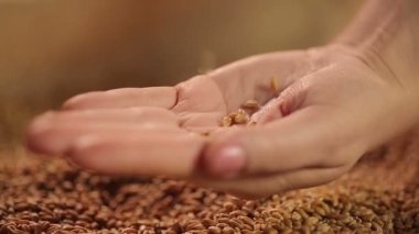 İnsan elinde bırakarak tahıl tohumları seçin, ekme kampanya, iyi hasat bahar