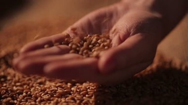 Çalışkan çiftçi tahıl tohumları, avuç emek sonuçları gurur holding