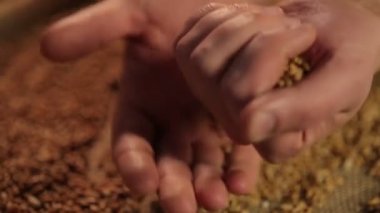 Dökme buğday tahıl tarım şirket, insan için tanıtım kampanyası eller