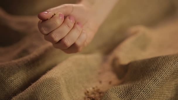 Человеческая рука аккуратно выливает горсть выбранного зерна пшеницы на коричневую мешковину — стоковое видео