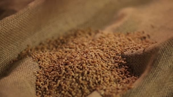 Manos de granjero trabajador demostrando grano de trigo de alta calidad al comprador — Vídeo de stock