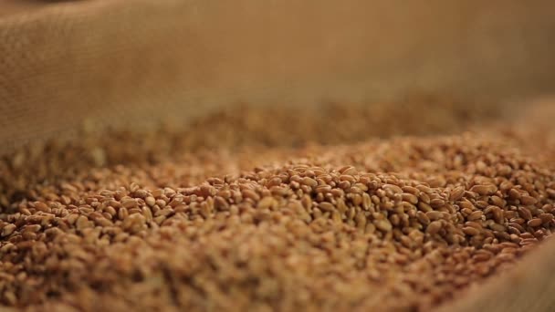 Σπόροι σιταριού υψηλής ποιότητας ρίψη σε σάκο από Ανελκυστήρας, παραγωγή βιολογικών τροφίμων — Αρχείο Βίντεο