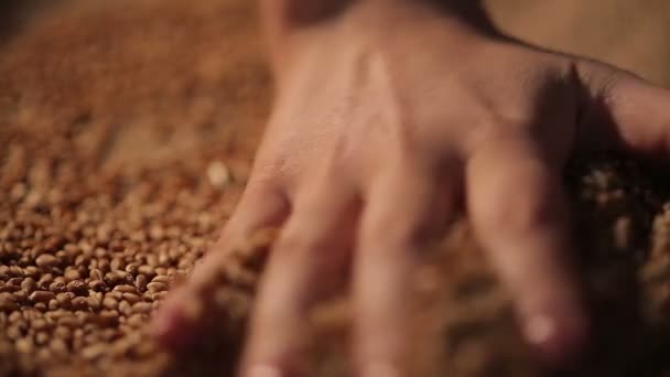 Person enjoying touch of wheat seeds, hand picking grain carefully, agriculture — Stock Video