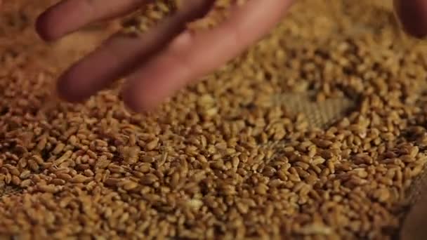 Expert agricole vérifiant la qualité du grain de blé, en sélectionnant le produit pour l'exportation — Video