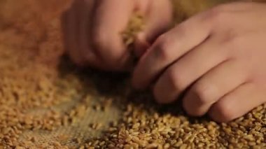 Malzeme çekme ve dökme tahıl, tarımsal ürün Satılık erkek çiftçi eller