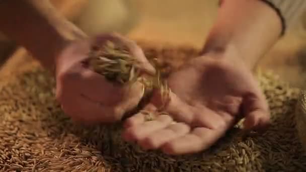 农业工作者接触干燕麦种子用手，不错的谷类食品粮食丰收 — 图库视频影像