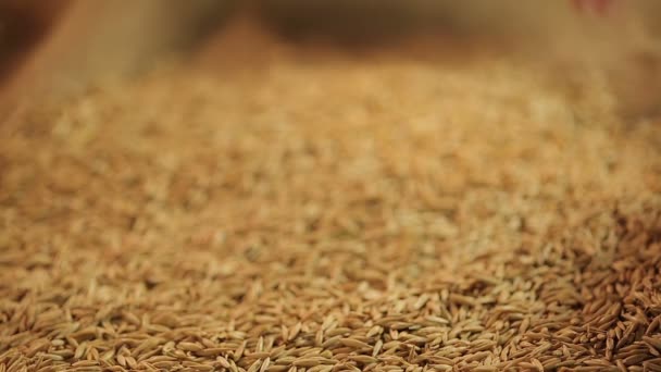 Ember tartja a maroknyi válassza zab gabona, a termelés bio zabpehely, a mezőgazdaság — Stock videók