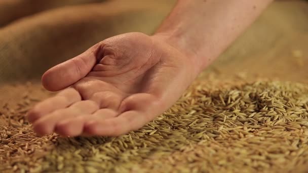 Насіння вівса в руці фермера, стандарти якості сільськогосподарської продукції — стокове відео