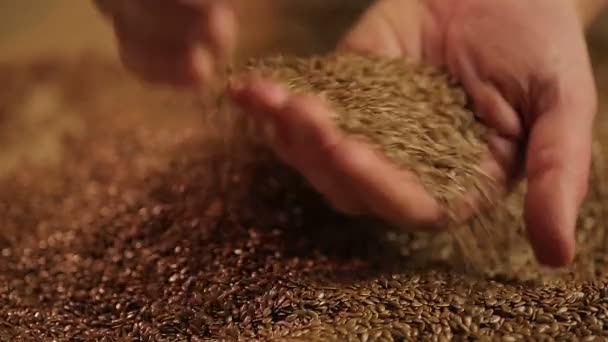 Farmer checking quality of raw material for flaxseed oil, beauty and healthcare — Stock Video