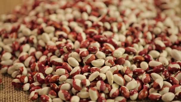 Detailní záběr rukou držel vysoce kvalitní fazole, luštěniny zdravá dietní menu — Stock video