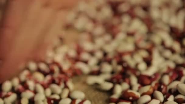 豆、ハードの農業労働のプロダクトに触れる人間の手のショットを閉じる — ストック動画