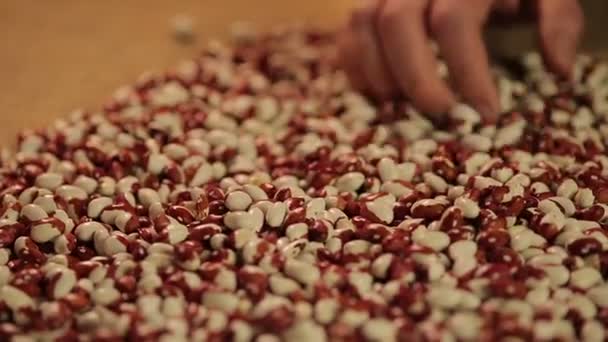 Manos de granjero macho demostrando frijoles de alta calidad al comprador, legumbres de grano — Vídeo de stock