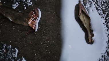 Güzel gül çiçek dikkatsizce su birikintisi, sevmeyi ihmal ve hayat düştü