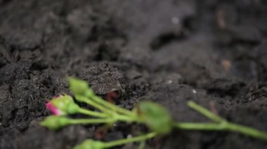 Mezar earth, başsağlığı cenaze töreninde, ağrı arası kayıp düşen çiçekler