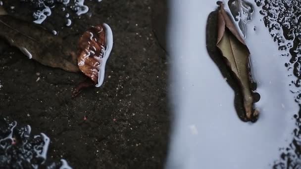 Belle fleur de rose tombé négligemment dans la flaque d'eau, négligence à l'amour et la vie 