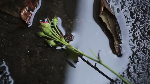 Roses falling in water on ground, victims of domestic violence, male chauvinism — Stock Video
