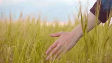 Buğday alan, organik kepekli gıda, tarım, iş dokunmadan el