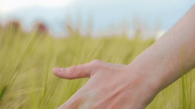 Alan, dokunmadan kuru buğday, hasat, tarımsal iş el yürüme çiftçi