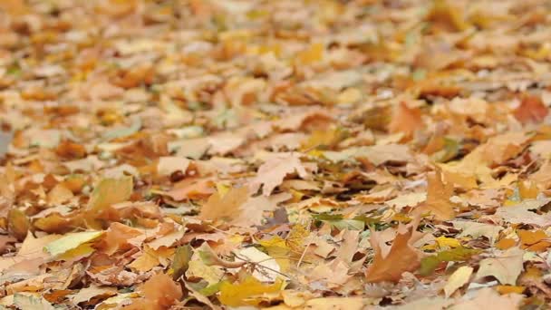Terreno coberto com folhas de bordo amarelo morto, tristeza outono, beleza natural — Vídeo de Stock