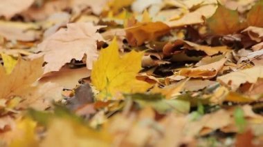 Zemin, Nostalji kapsayan sonbahar park, ölü sarı rüzgarlı havalarda bırakır