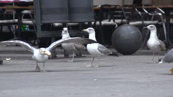 Kentsel martı sokak, vahşi kuşlar şehrin üzerinde ekmek çalmak — Stok video