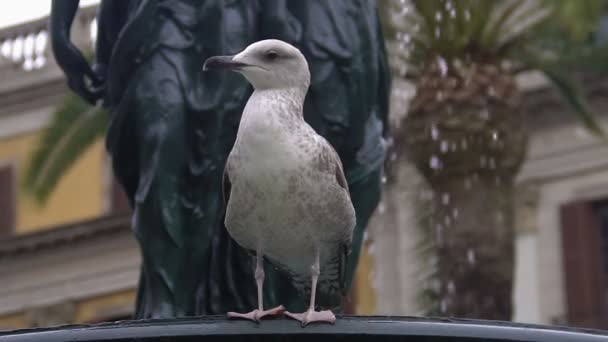 Osamělý hrdý Racek sedí na okraji pouliční kašna, pozorování ptáků v městě — Stock video