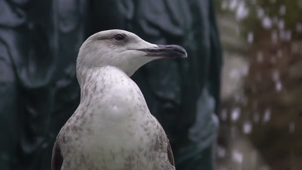 Белая чайка сидит на фонтане, наблюдает за жизнью животных, наблюдает за птицами в городе — стоковое видео