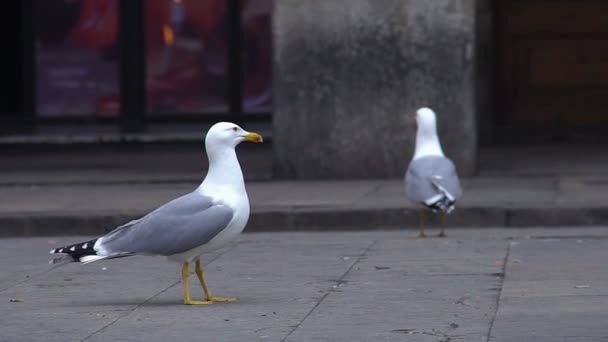 Αλαζονική πουλιά ψάχνει για φαγητό στο δρόμο, seagulls στην πόλη, παρατήρηση πουλιών — Αρχείο Βίντεο