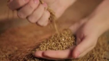 Erkek kontrol buğday kalitesi, dokunaklı ve dökme tahıl yığın eller