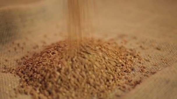 Buckwheat grain pouring on sack cloth, cereal processing industry, healthy food — Stock Video