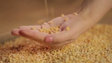 Kuru bezelye bırakarak el, yüksek kaliteli gıda ürün, organik tarım