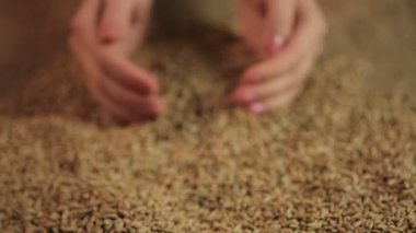 Çavdar tohumu, tüketicilere yüksek kaliteli tahıl tahıl sunan çiftçi holding eller