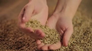 Kadın zevk dokunmatik hasat çavdar tahıl, organik ürün tarım eller