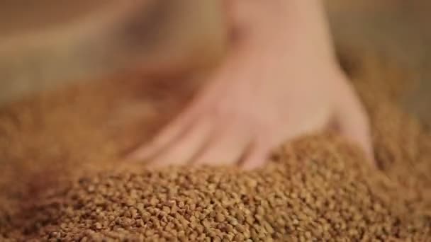 Donna che seleziona il miglior grano saraceno per cucinare, mano che tocca il grano, dieta sana — Video Stock