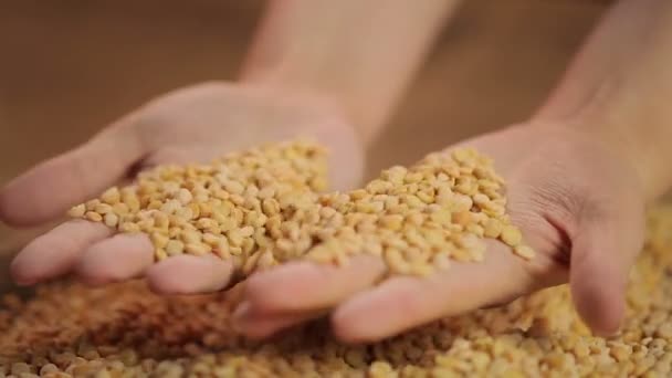 Mãos de cozinheiro feminino verificando a qualidade das ervilhas, selecionando alimentos orgânicos, dieta saudável — Vídeo de Stock