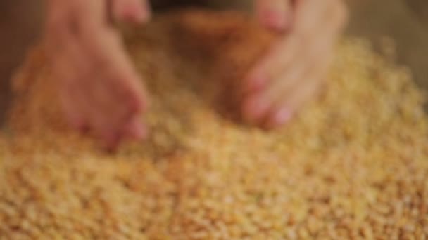 Горстка сушеного гороха крупным планом, фермер предлагает покупателю экологически чистые продукты питания — стоковое видео