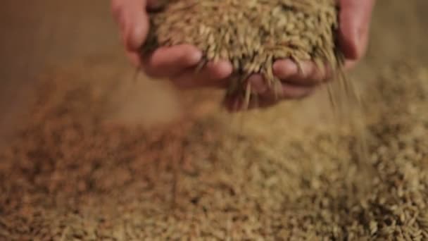 穀物収穫を高品質の食品購入者に示した農家の男撮影一握り — ストック動画