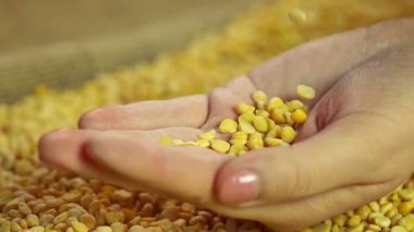 Kadın el avuç kuru bezelye, yüksek kaliteli gıda tutarak Close-Up