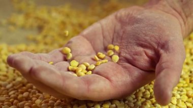 Üst düzey erkek el, ürün kalitesini gösteren çiftçi bırakarak işlenmiş bezelye tahıl