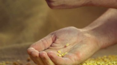 Seçme yüksek kaliteli bezelye bırakarak gurur çiftçinin elinde slowmotion kurutulmuş