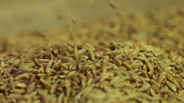 Çavdar tohumu işlenmiş organik tahıl, tarım yığınının içinde bırakarak Close-Up