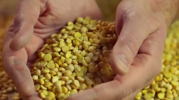 労働の結果、クローズ アップを楽しんで分割エンドウ豆に触れる勤勉な人の手 — ストック動画