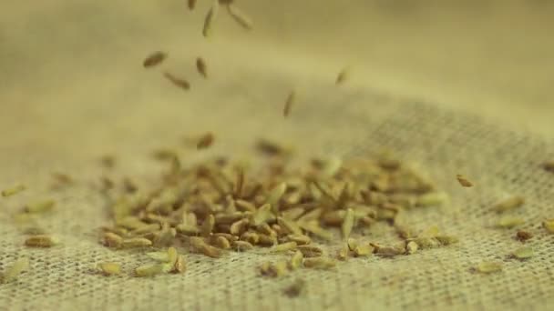 Органическое ржаное зерно, падающее на мешковину, пищевую промышленность, замедленное движение — стоковое видео