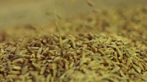 Close-up de sementes de centeio caindo em pilha de grãos orgânicos processados, agricultura — Vídeo de Stock