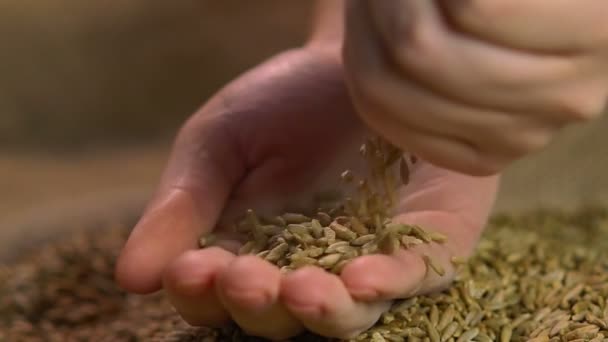 Female hands holding select organic rye grain, showing good quality of harvest — Stock Video