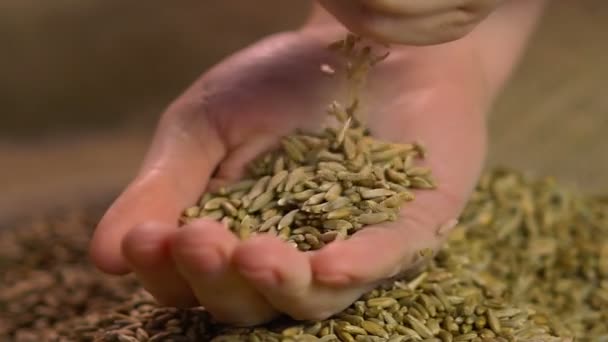 Mulher segurando punhado de grãos de centeio orgânico, oferecendo alimentos de alta qualidade para os compradores — Vídeo de Stock