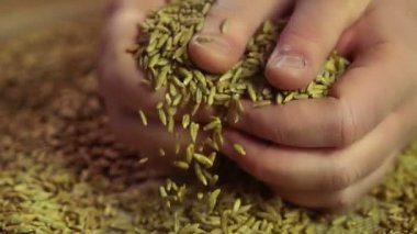 Çalışkan çiftçi elleri yüksek kaliteli organik çavdar tahıl gururla gösterilen