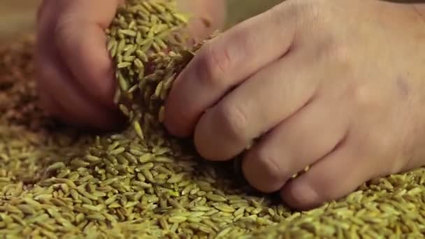 Lento-mo de mãos masculinas tocando grãos de centeio, desfrutando de boa colheita após o trabalho duro — Vídeo de Stock