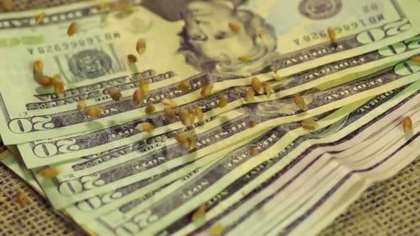 Processed wheat grain falling on pile of US dollar cash, investment in farming — Stock Video