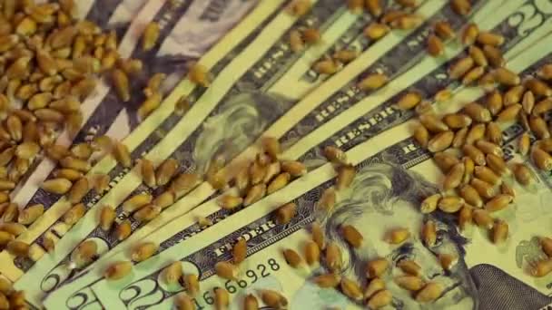 Close-up of wheat grain dropping on US dollar bills, agricultural business — Stock Video